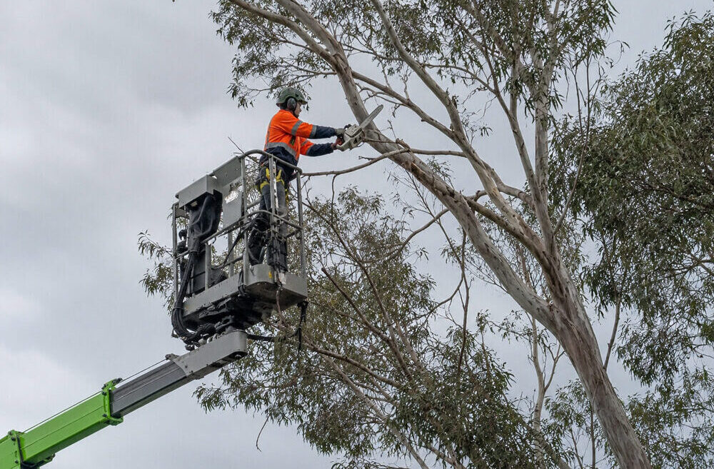 DEADWOOD REMOVAL GEELONG