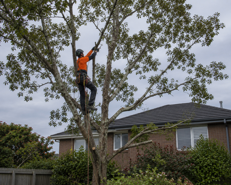 Pruning Service geelong