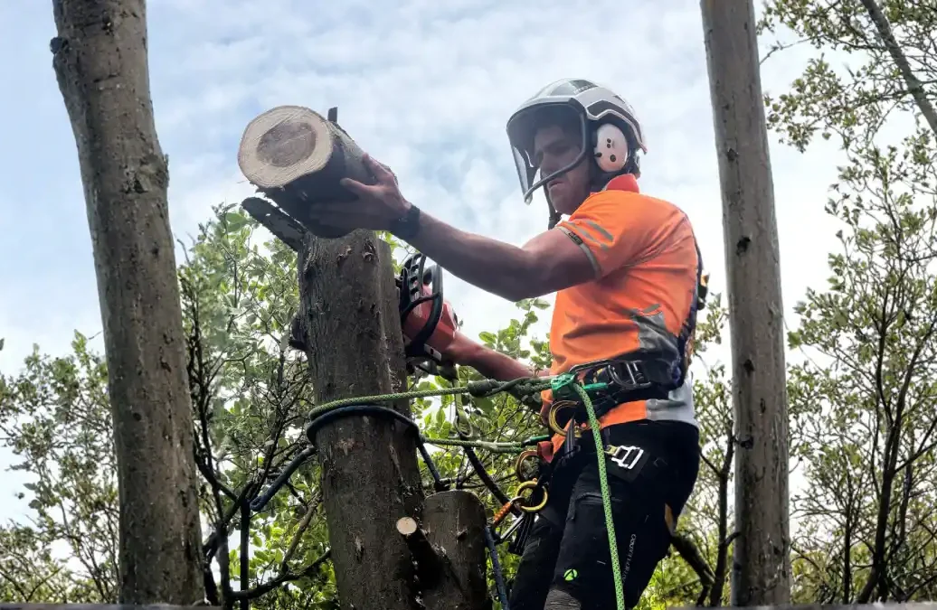 tree work in geelong