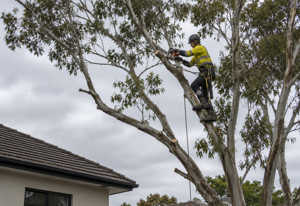 Crown Reduction Geelong