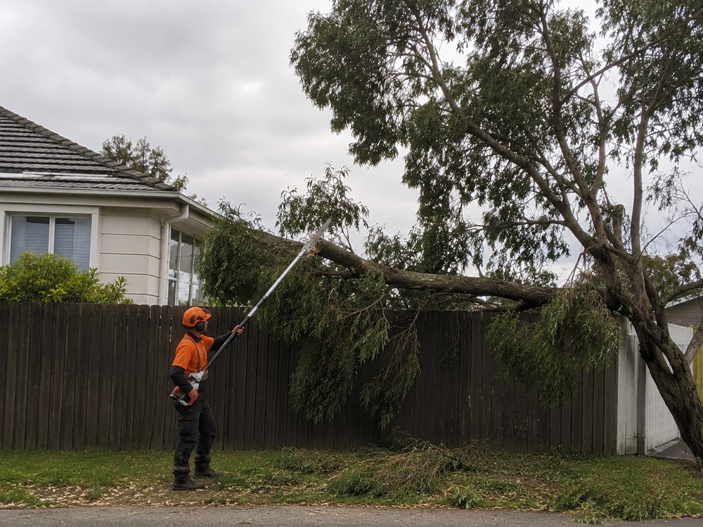 emergency tree removal geelong