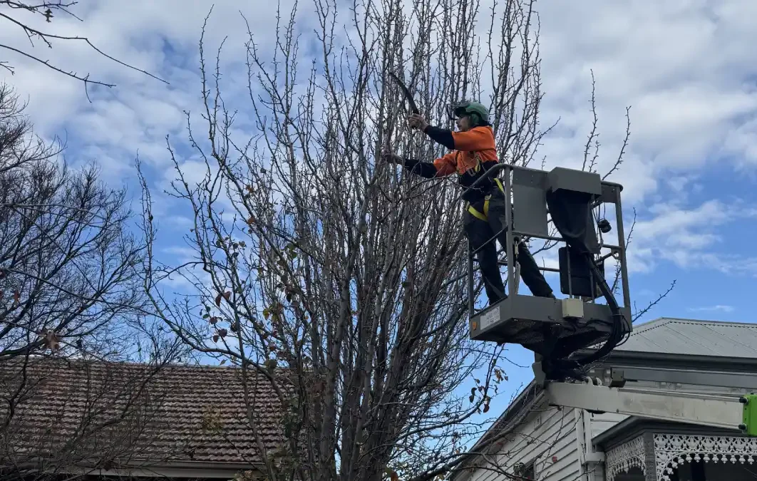 formative pruning Geelong