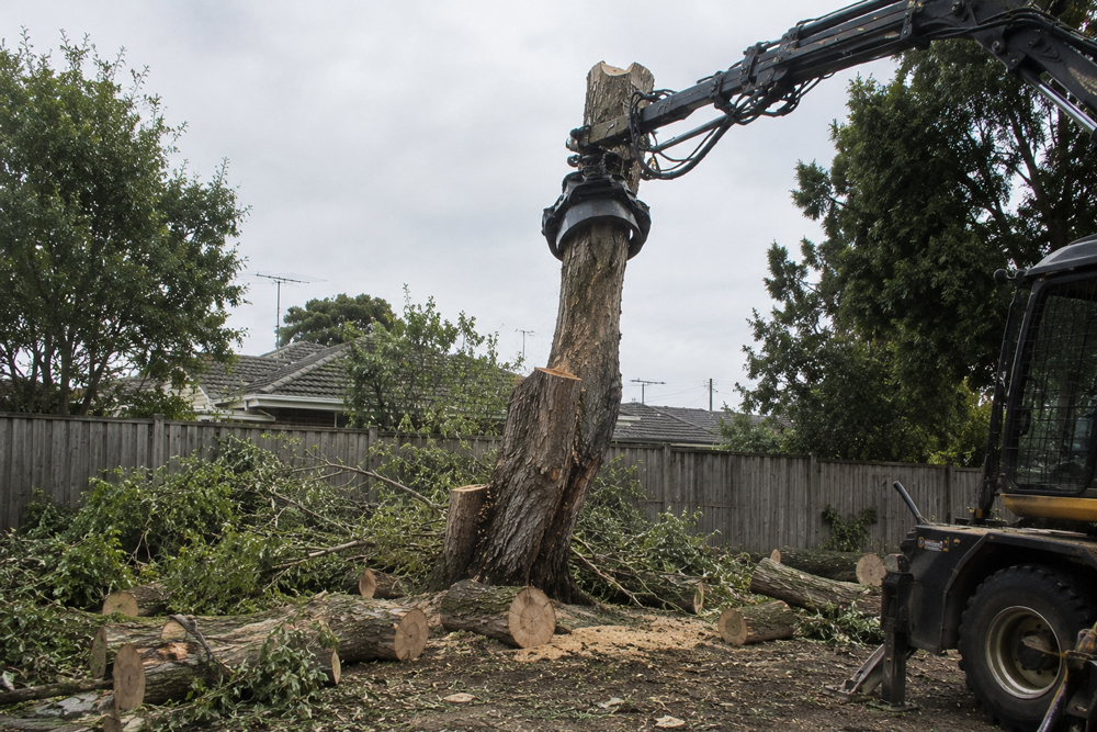 tree removal geelong